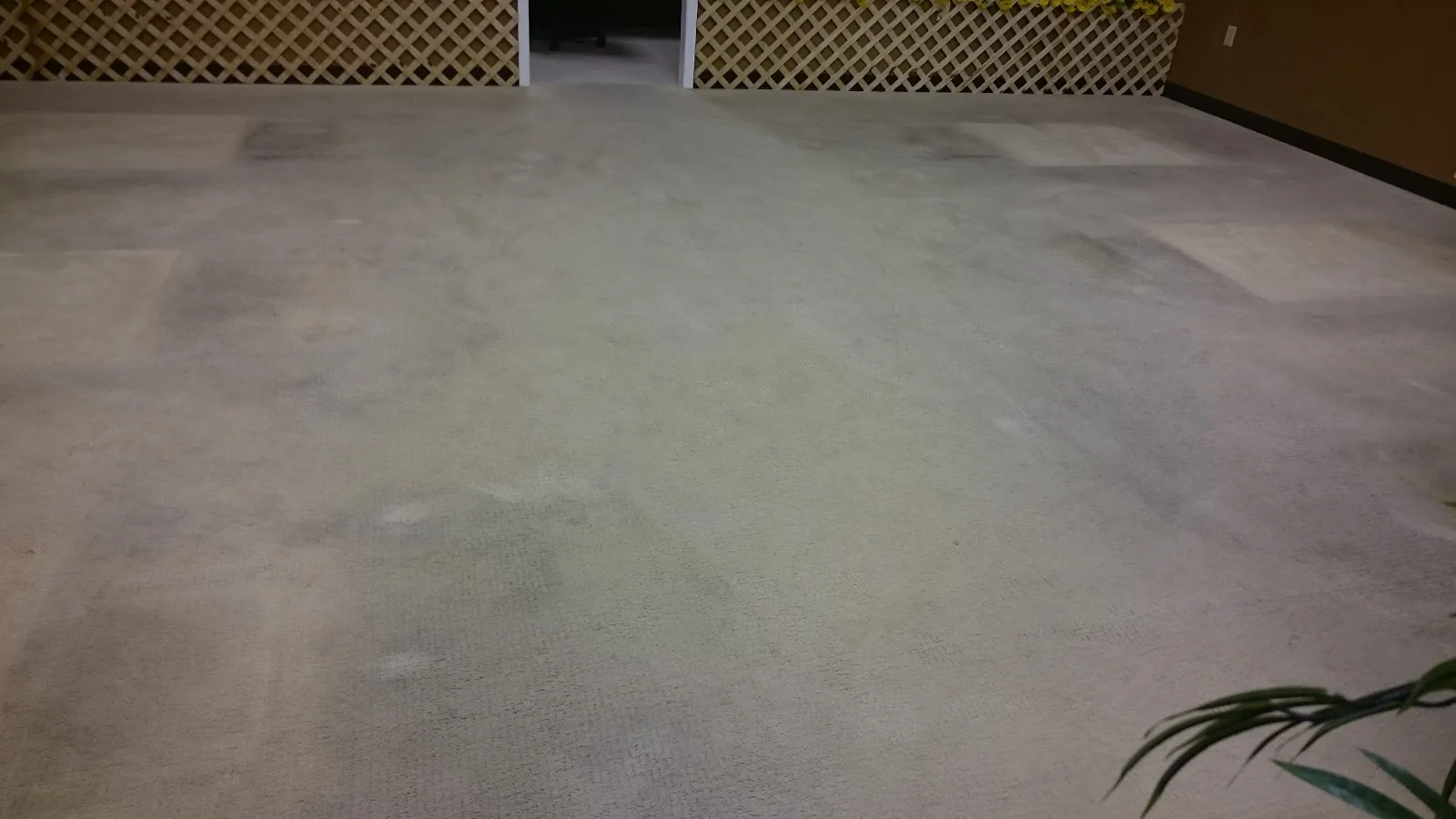 Pet Stain & Odor Treatment in Nashville